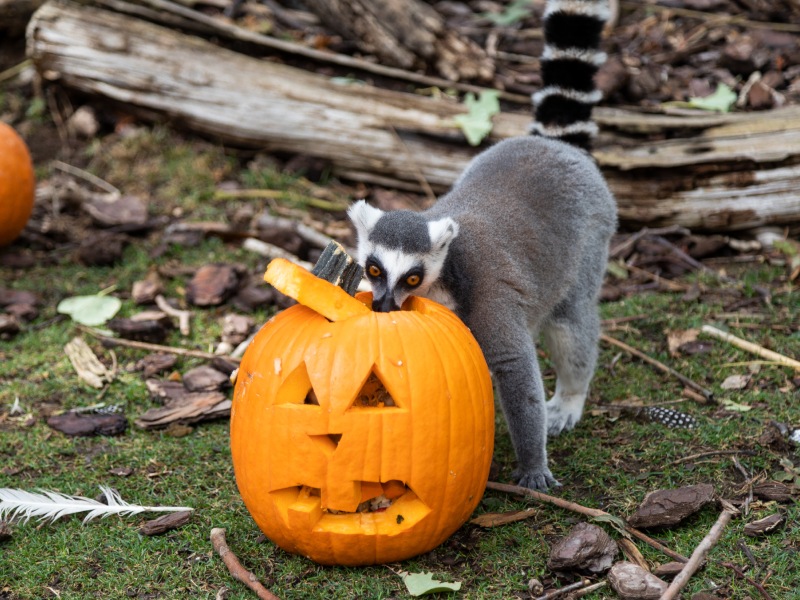 Un Halloween de Faunia con expediciones secretas y pasajes encantados entre mariposas y animales misteriosos
