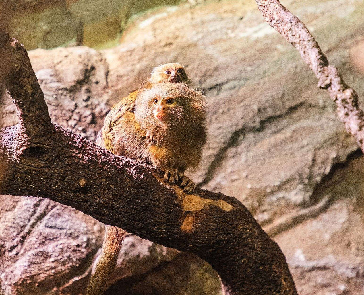 Vivir una lluvia tropical o descubrir a la diminuta cría de tití pigmeo que ha nacido esta primavera, son algunos de los atractivos de este ecosistema de Faunia.