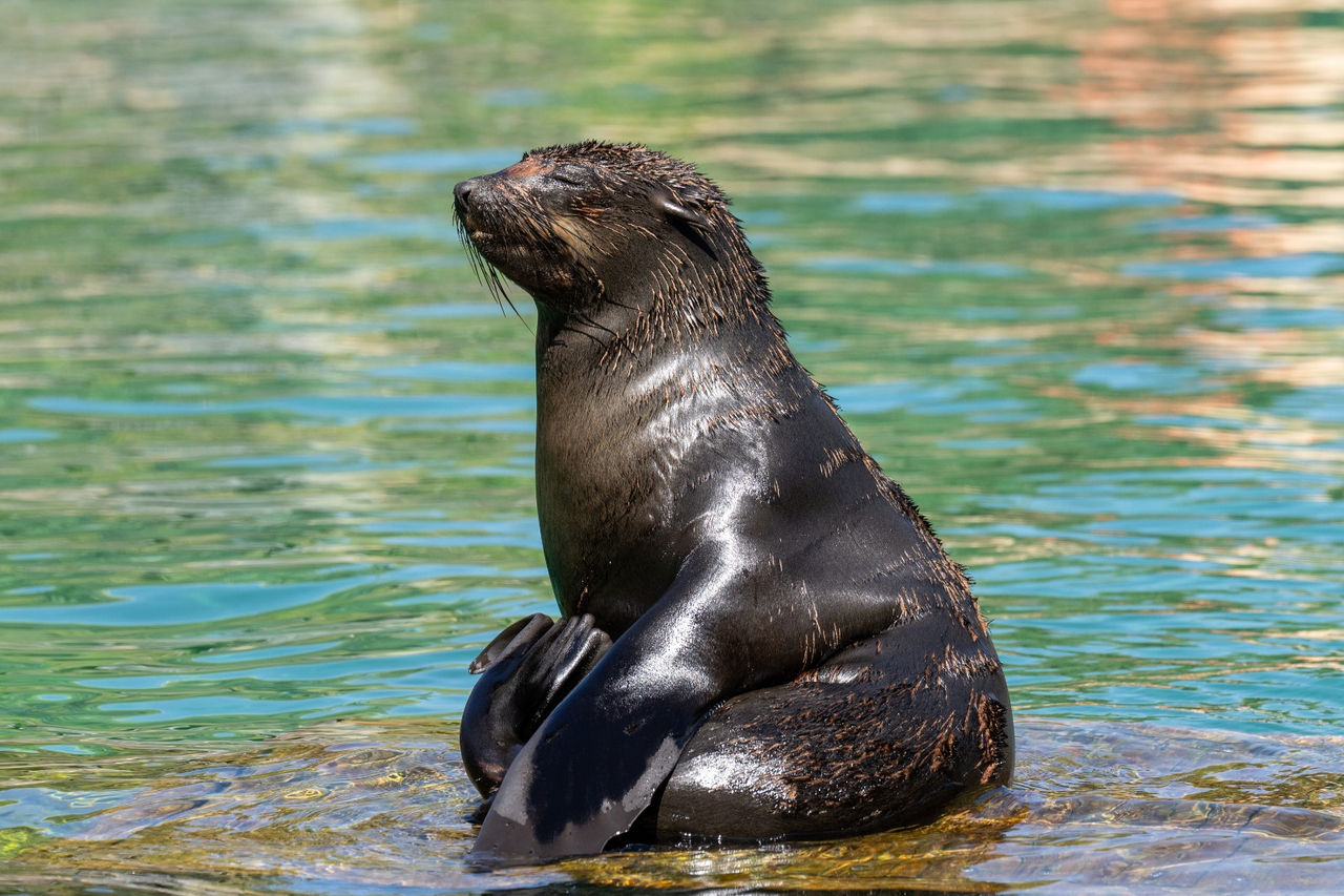 Zoo Aquarium de Madrid y Faunia participan en un estudio nacional para analizar cómo reaccionan los animales ante el eclipse total de sol del 12 de agosto 