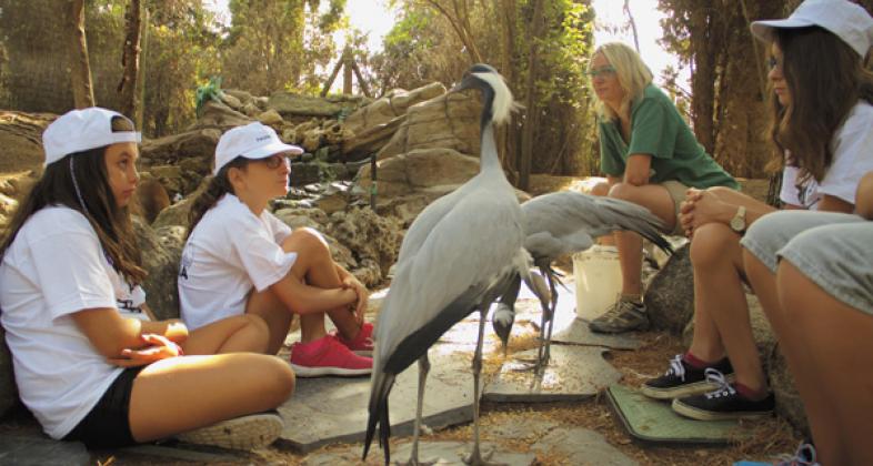 Faunia comienza sus campamentos de verano con los primeros nacimientos de pingüinos Juanito