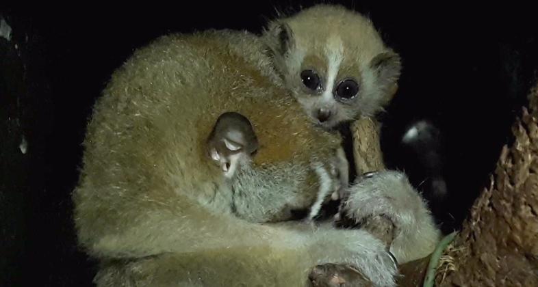 Nacen en Faunia los primeros ejemplares de loris lento en España