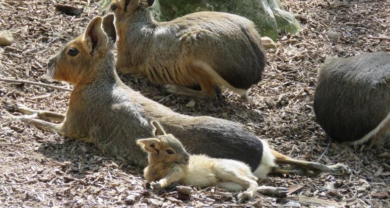 Nacimientos primerizos y un completo plan de ocio para una Semana Santa en Faunia sin salir de Madrid