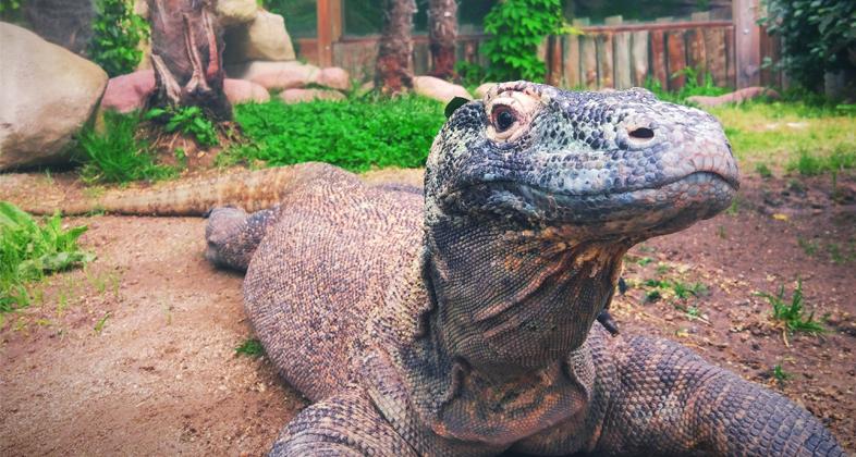 Los dragones de Komodo de Faunia, protagonistas de cine en febrero