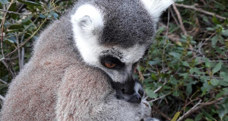 Faunia celebra la llegada de la primavera con las crías más tiernas y especies asombrosas