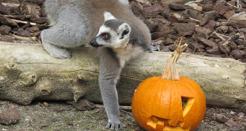 Faunia celebra Halloween con calabazas salvajes y pasajes encantados entre mariposas