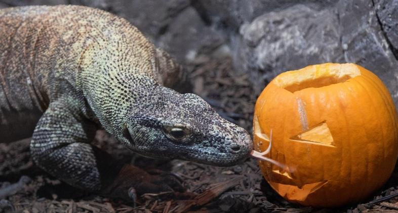 Los mejores planes con niños, rodeados de animales, para disfrutar de Halloween en Zoo Aquarium de Madrid y Faunia