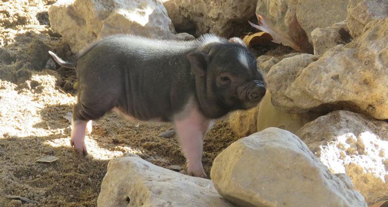 Faunia inaugura sus campamentos de Navidad y despide el 2018 con los últimos nacimientos del año