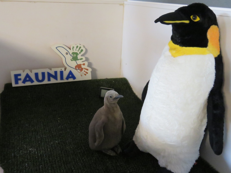 La ilusión de la Navidad llega a Faunia con los nacimientos más mágicos del año