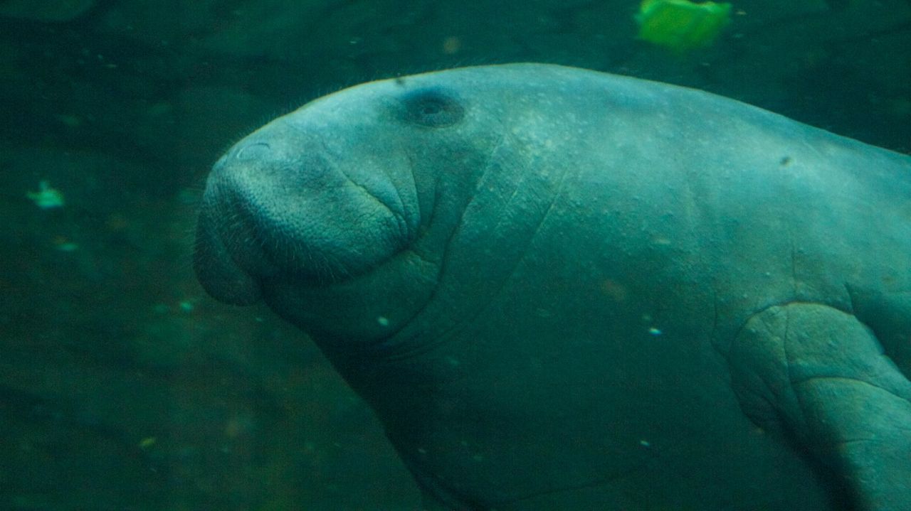 Faunia da la bienvenida a Belize, una joven manatí procedente  de Países Bajos