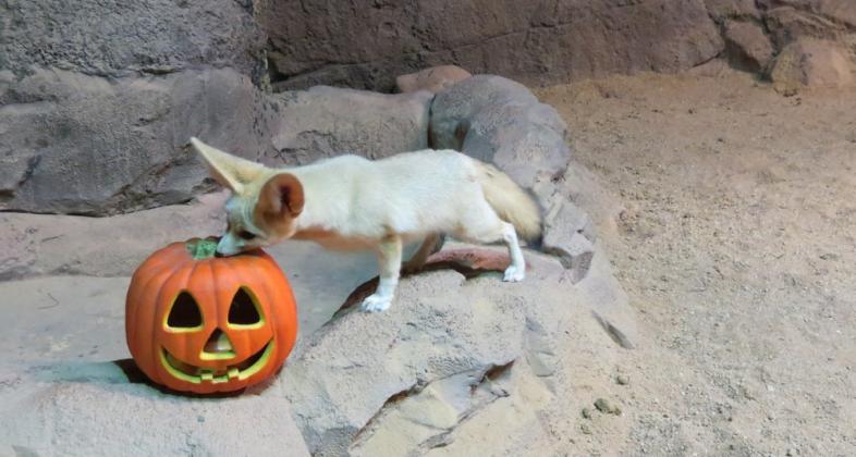Faunia descubre por Halloween las especies más asombrosas de Sombras Silenciosas