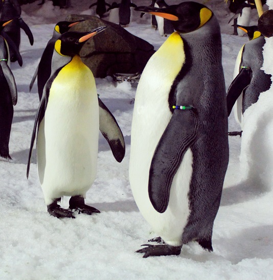 Faunia acerca el cortejo de los pingüinos por San Valentín | Faunia, el  Parque Temático de la Naturaleza