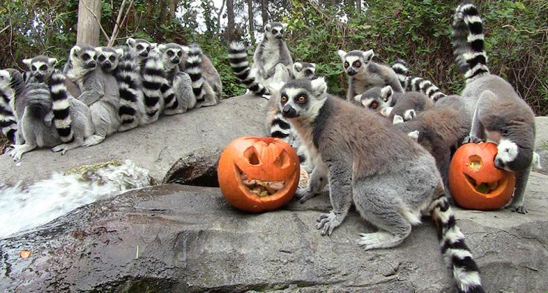 Faunia celebra Halloween con charlas sobre animales misteriosos y una actividad especial “Dormir con pingüinos”