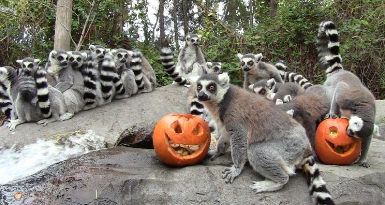 El próximo 30 de octubre, Faunia celebra Halloween durmiendo entre pingüinos