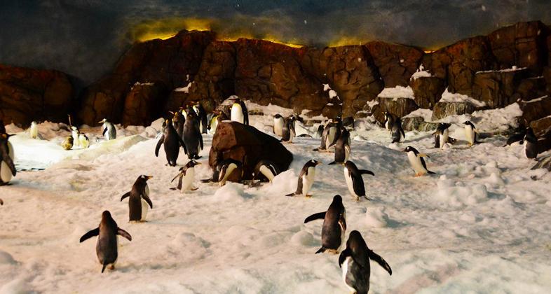 Faunia refresca las noches de verano con charlas nocturnas entre pingüinos, cocodrilos y leones marinos