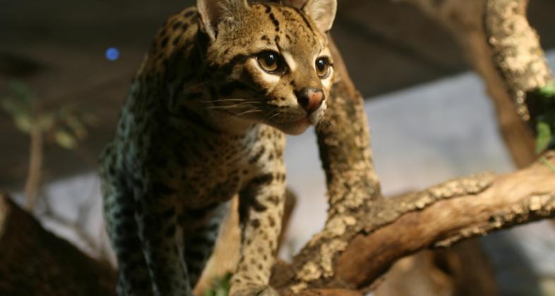 Faunia ilumina las noches de verano con magia, misteriosos animales y cine 3D
