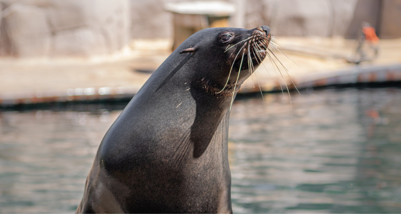 Refrescarse entre pingüinos y osos marinos, un verano diferente para disfrutar de Madrid en Faunia