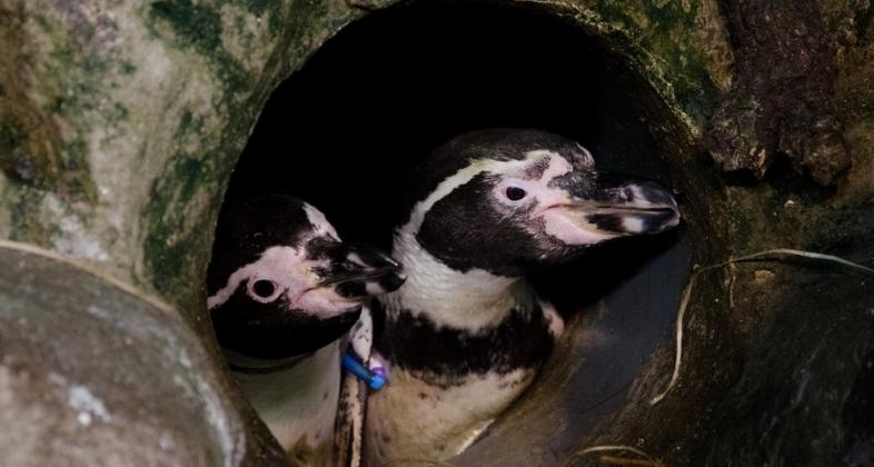 Faunia celebra San Valentín con el nacimiento de un binturong y el primer huevo de pingüino Humboldt