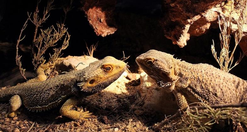Faunia descubre por San Valentín los cortejos más asombrosos de las especies venenosas