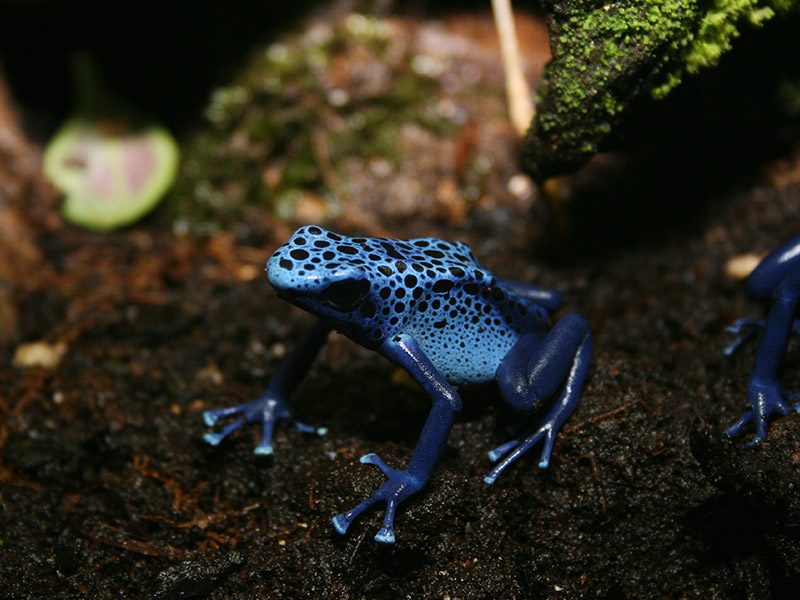 Rana flecha azul