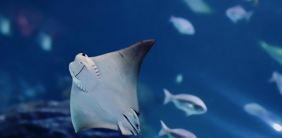 Promoción Parque de Atracciones de Madrid