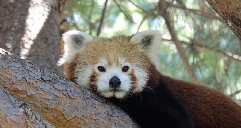 Panda rojo Faunia