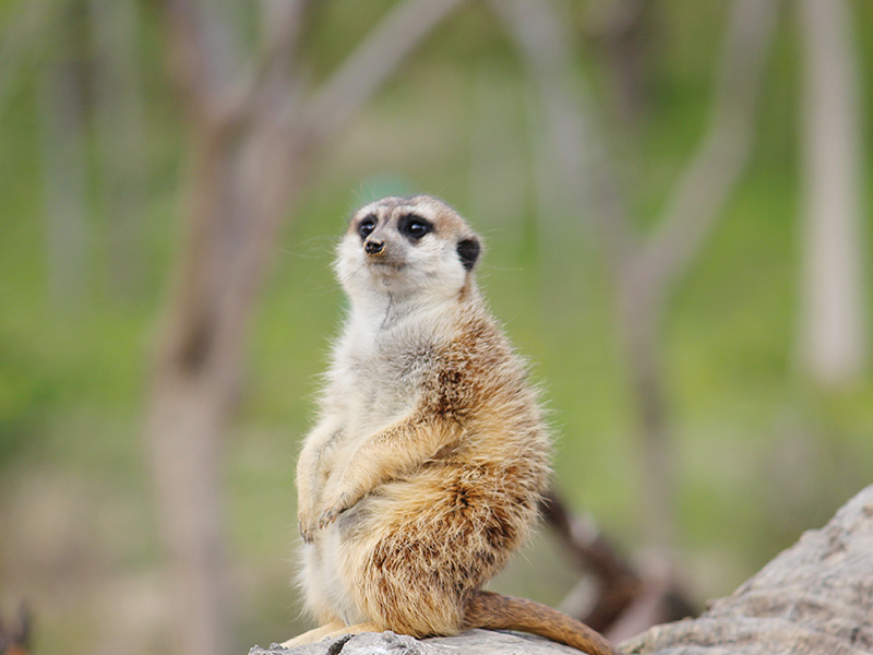 Terriotorio Suricata Faunia