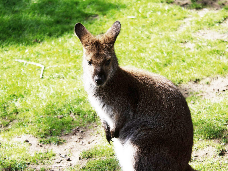 Terriotorio Wallaby Faunia