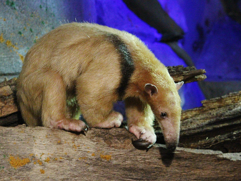 Oso melero en Faunia