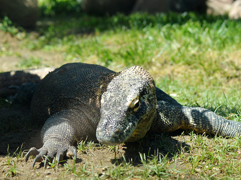 Guardería de dragones Faunia