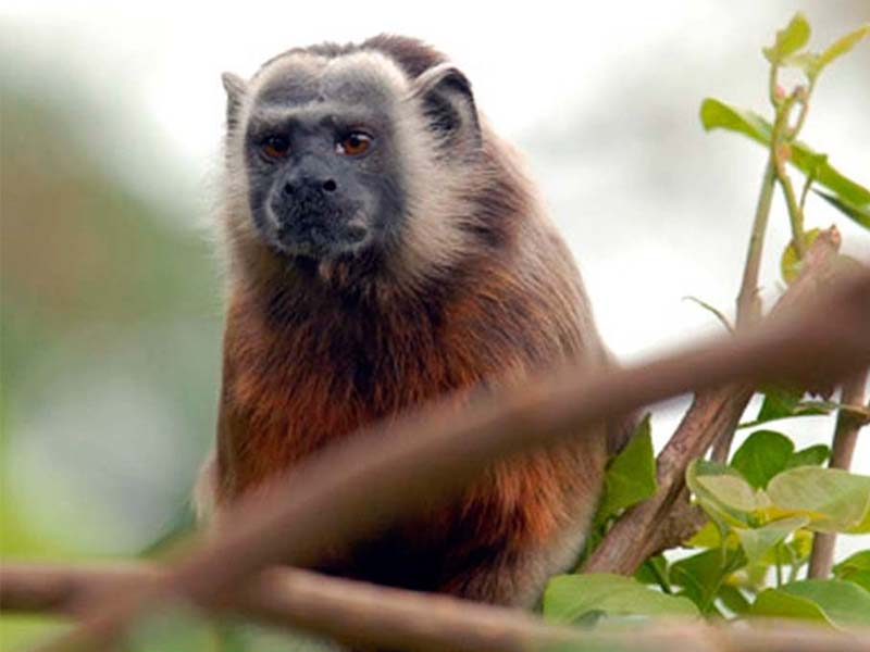 Proyecto de conservación