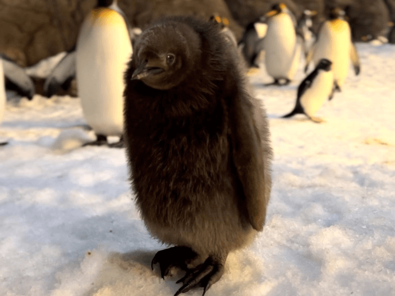 faunia-concurso-cria-perezoso-jun22