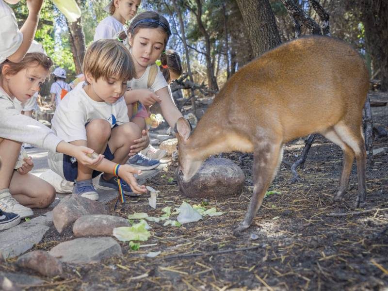 Day camps en faunia