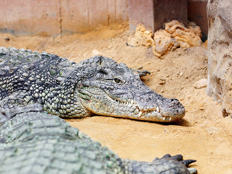 Cuidador en prácticas. Campamentos de verano en Zoo de Madrid