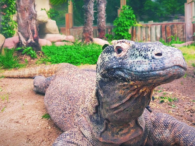 Dragón de Komodo en Faunia