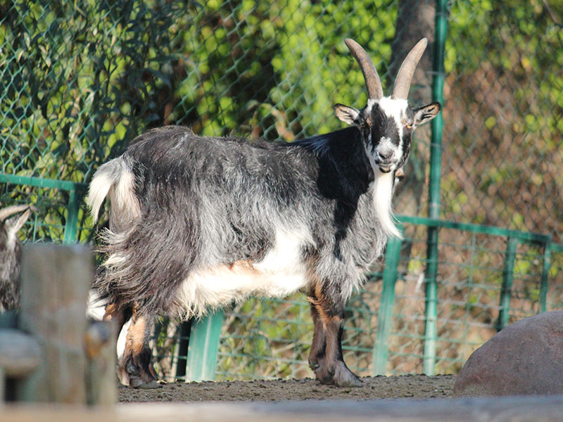 Cuidador en prácticas. Campamentos de verano en Zoo de Madrid