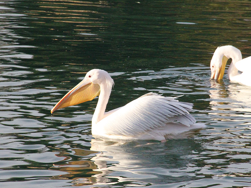 Cuidador en prácticas. Campamentos de verano en Zoo de Madrid
