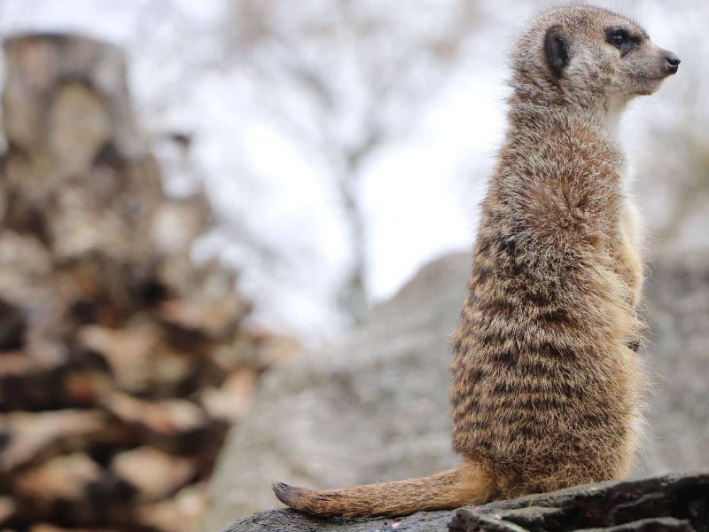 suricata campas - 1
