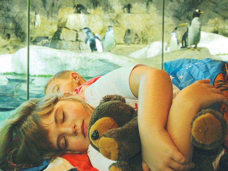 dormir con pingüinos en faunia