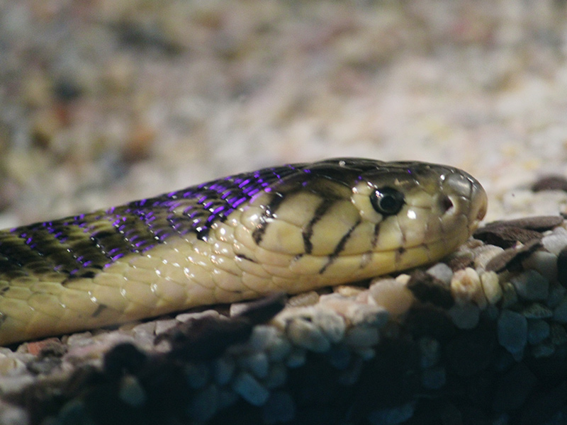Cuidador en prácticas. Campamentos de verano en Zoo de Madrid