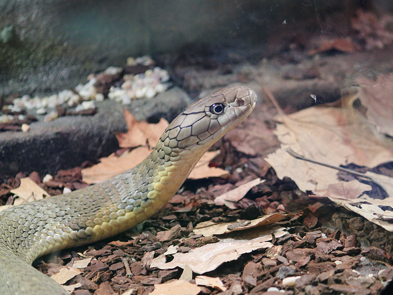 Cuidador en prácticas. Campamentos de verano en Zoo de Madrid