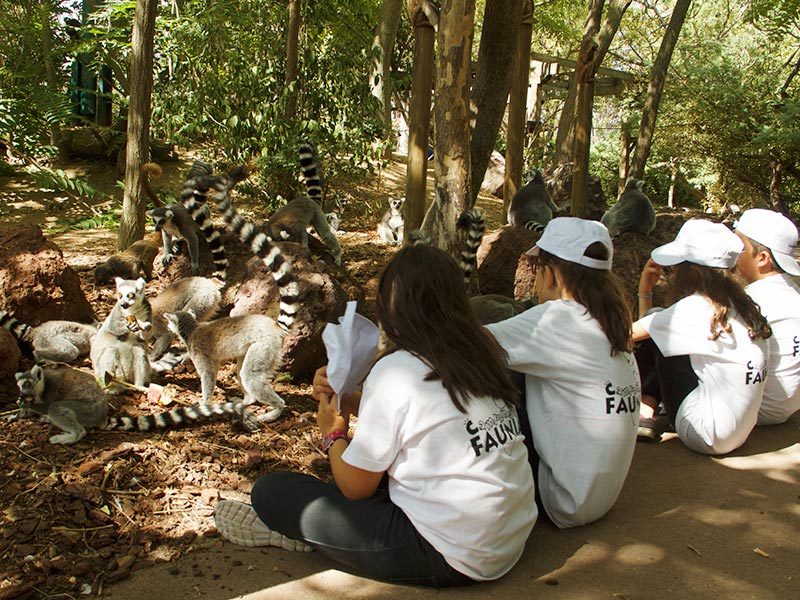 Day camps en faunia