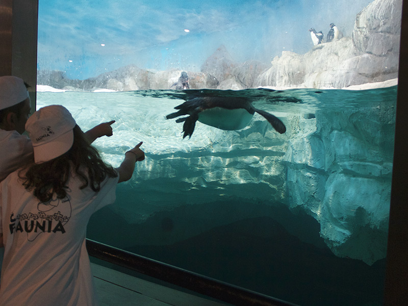 Campamentos de verano en faunia
