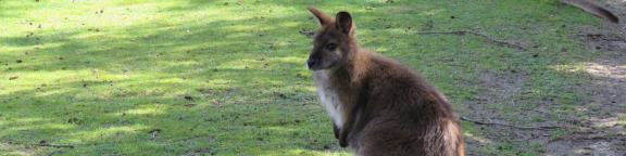 Territorio Wallaby en Faunia