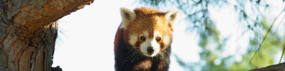 Panda rojo en Faunia
