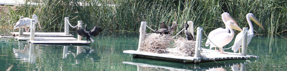 El Lago de pelícanos en Faunia
