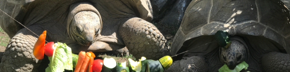 Tortugas gigantes en Faunia