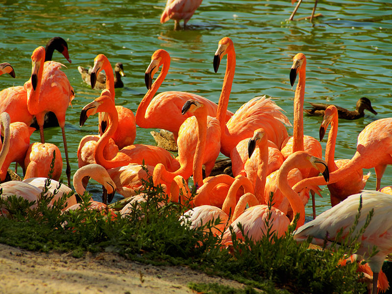 El Lago Flamencos Faunia