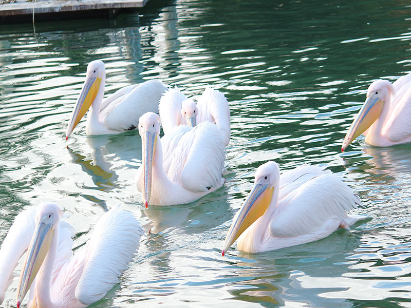 Lago Pelícanos Faunia