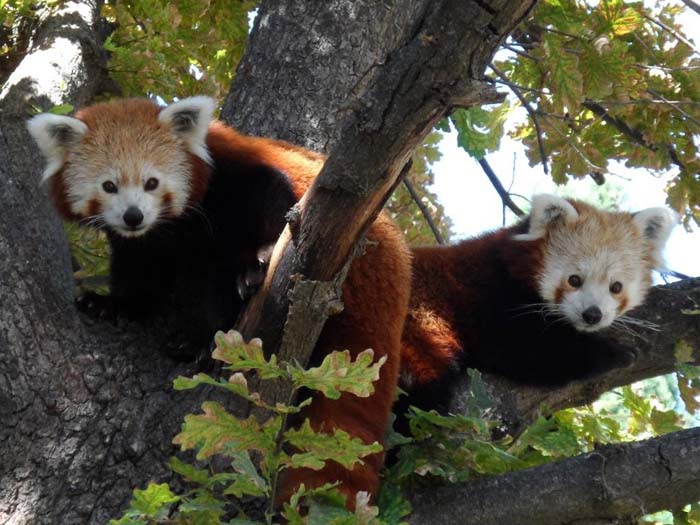 Panda rojo Faunia