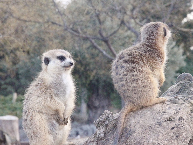 Terriotorio Suricata Faunia